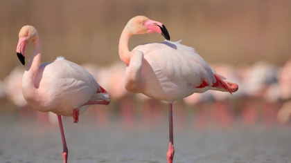 flamingo.jpg